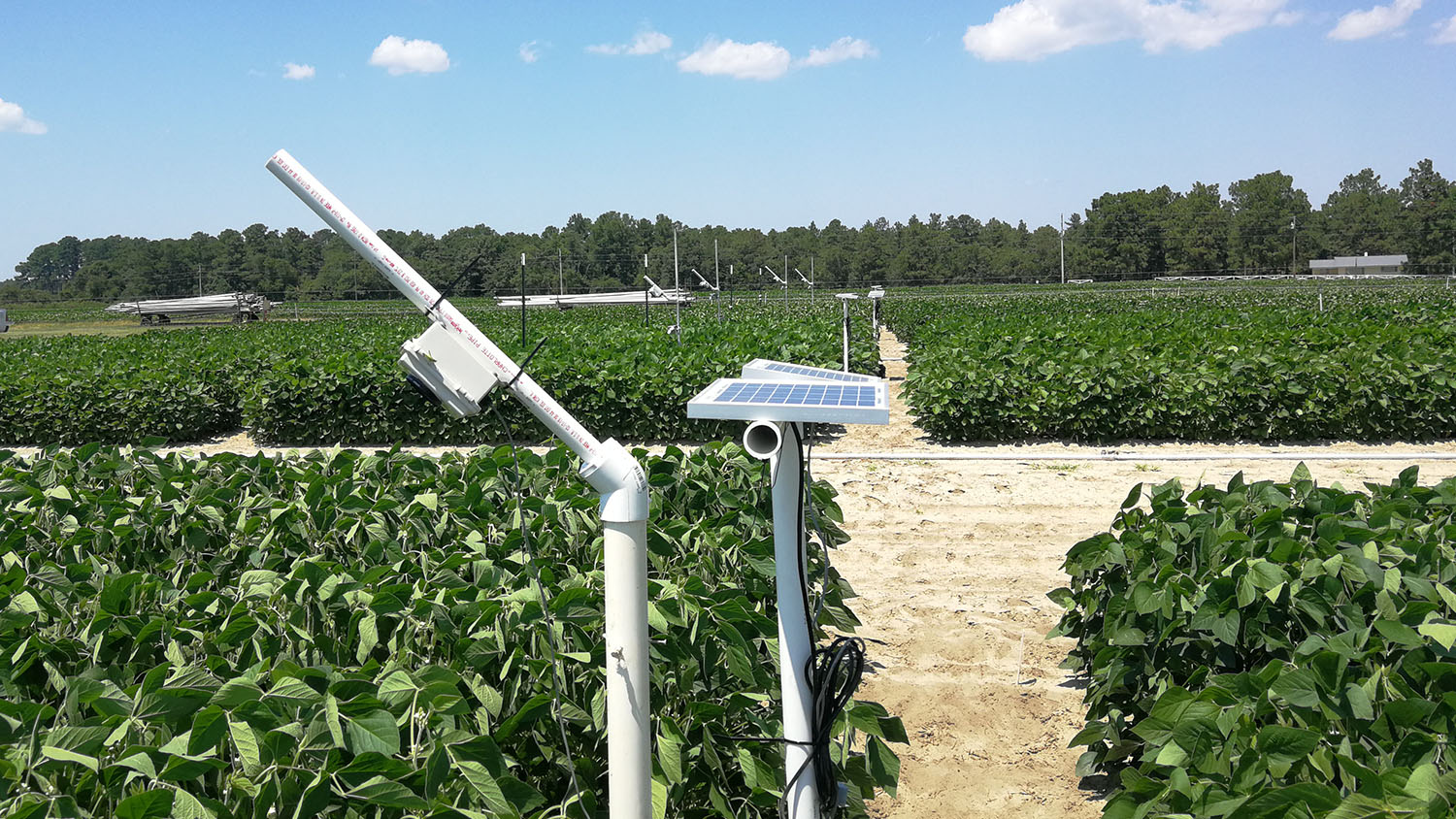 Low-Cost Cameras Could Be Sensors to Remotely Monitor Crop Stress