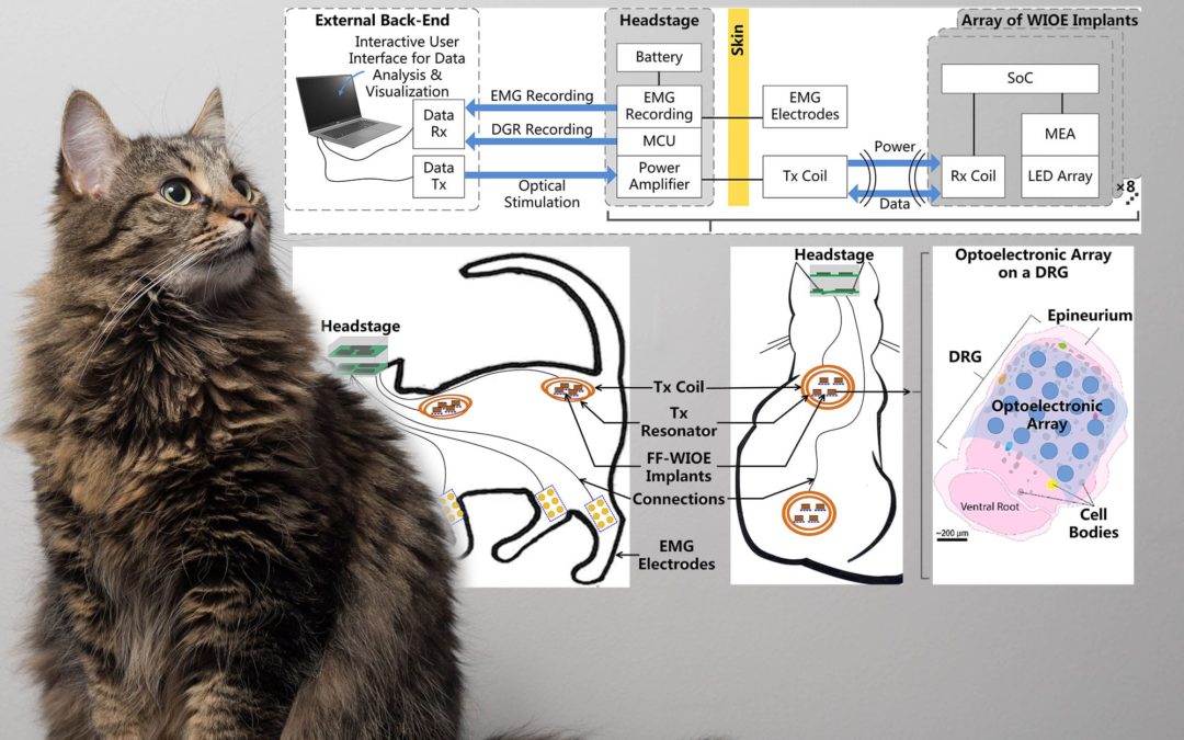 Neural Interface System for Somatosensory Feedback